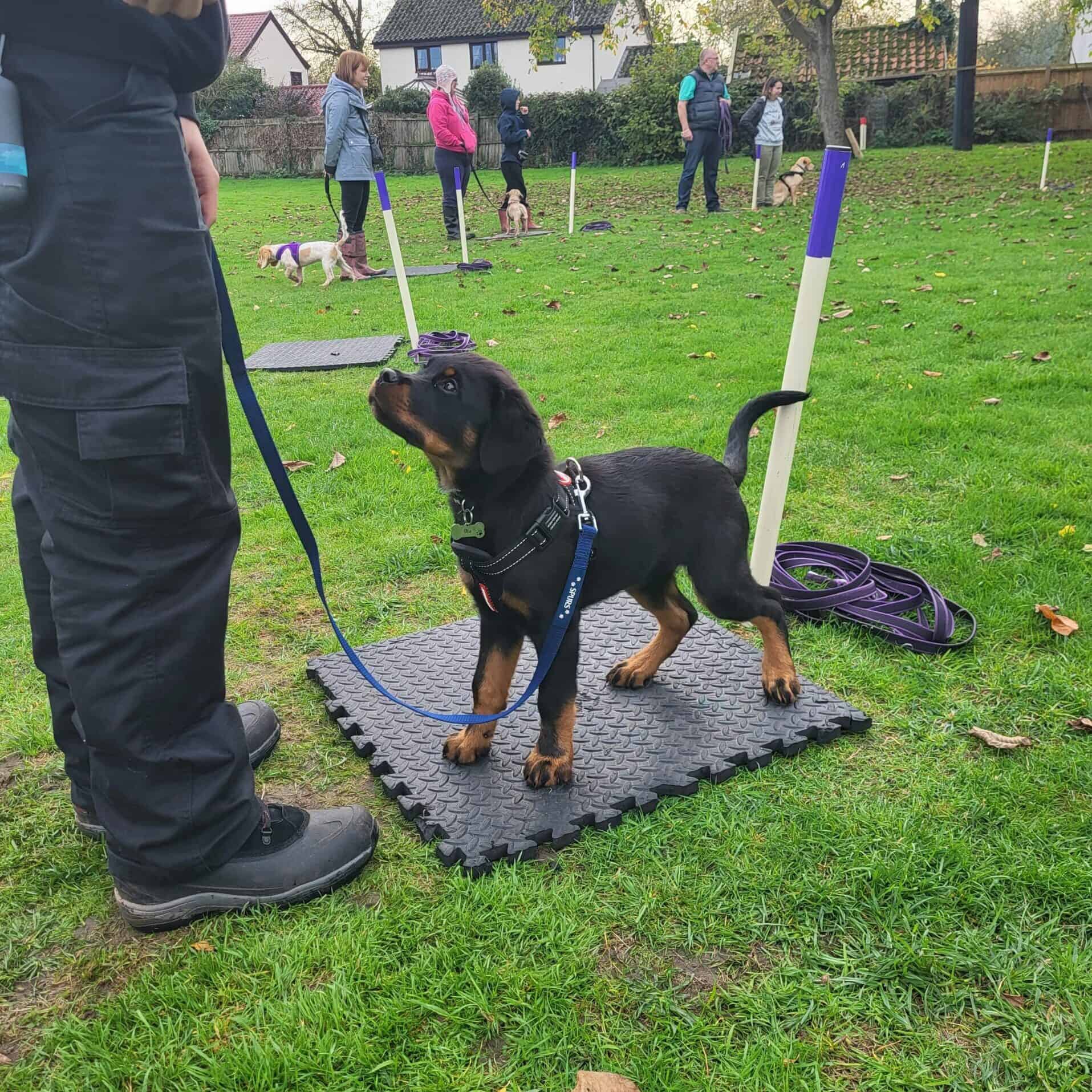 Rottweiler puppy