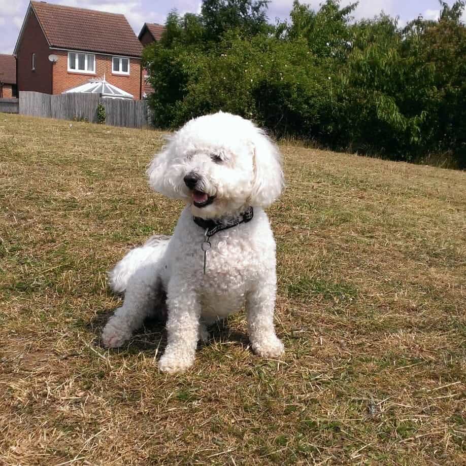 White poodle