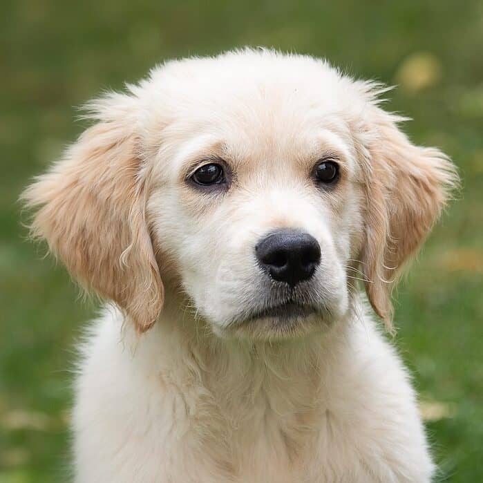 PUPPY HUB | O'Donnell School for Dogs