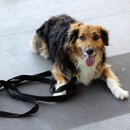 Collie