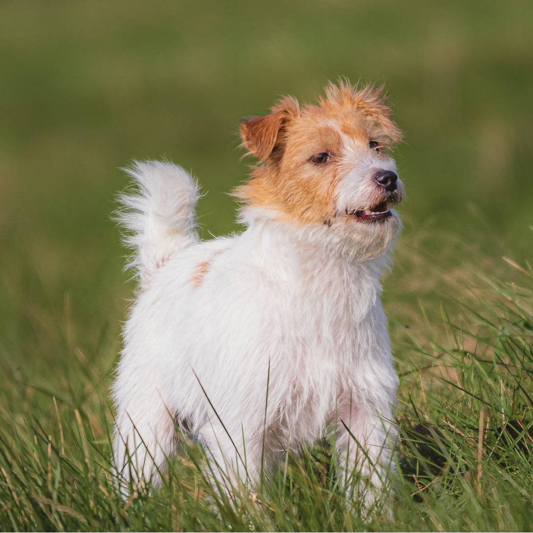 Scruffy terrier 