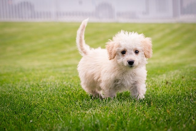 PUPPY HUB | O'Donnell School for Dogs