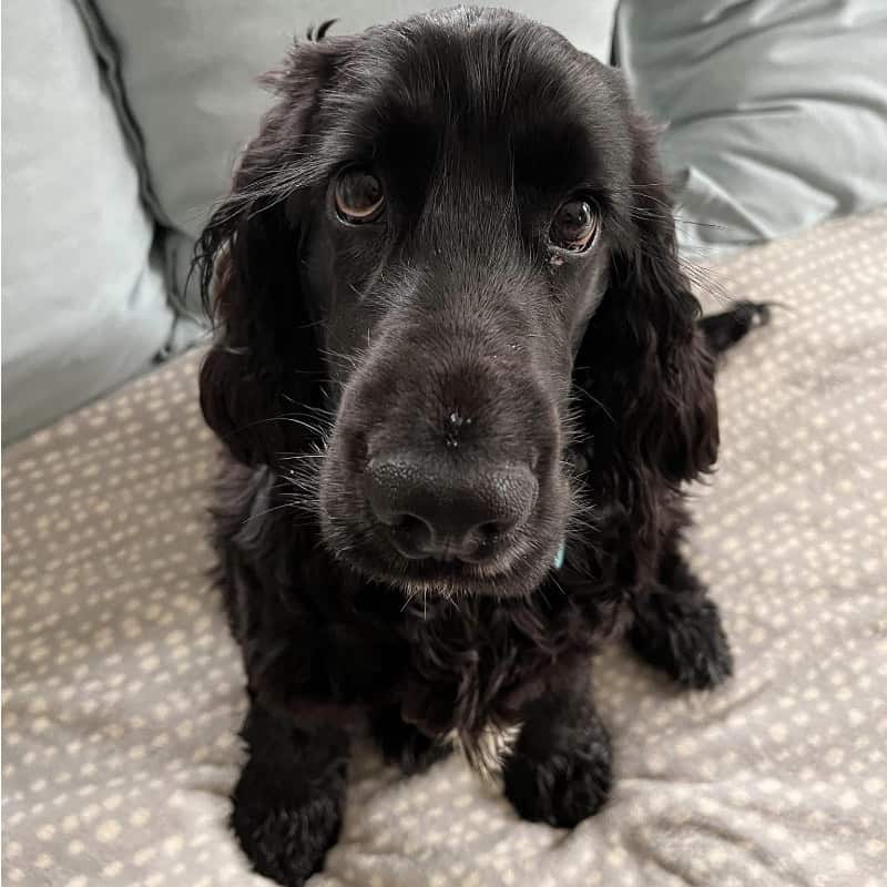 Cocker 121 sq cocker spaniel