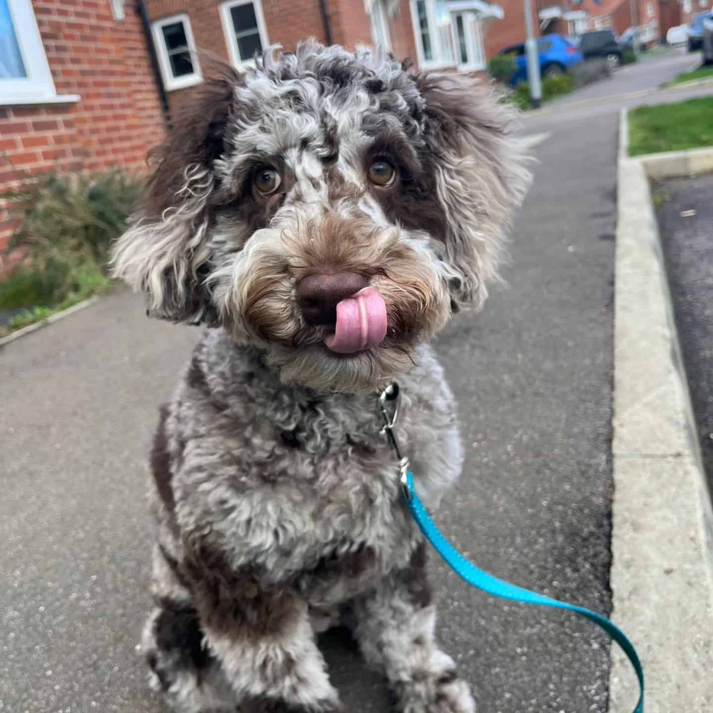 Cockerpoo cockerpoo