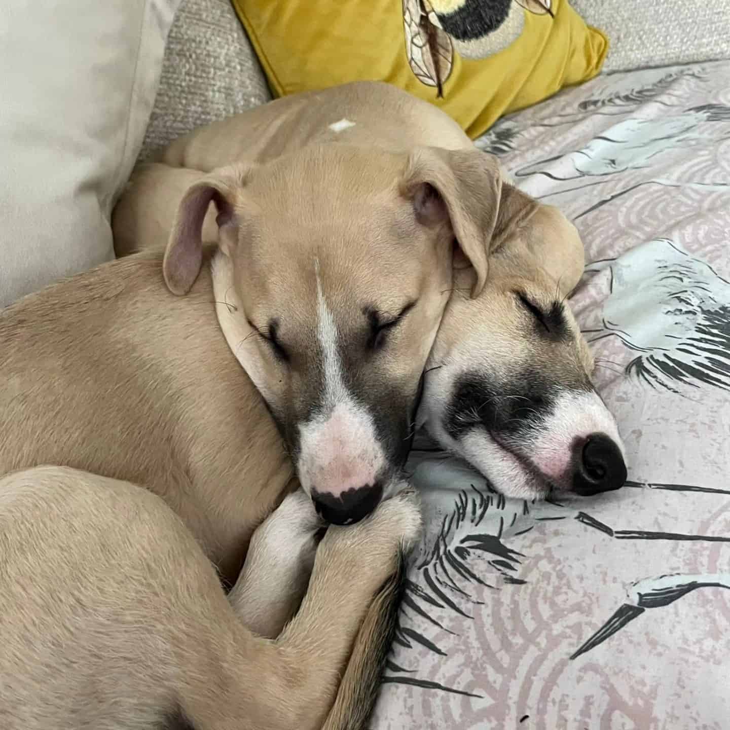 Two dogs two dogs